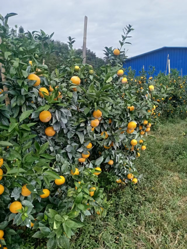 供应蜜桔,广西钦州市灵山县