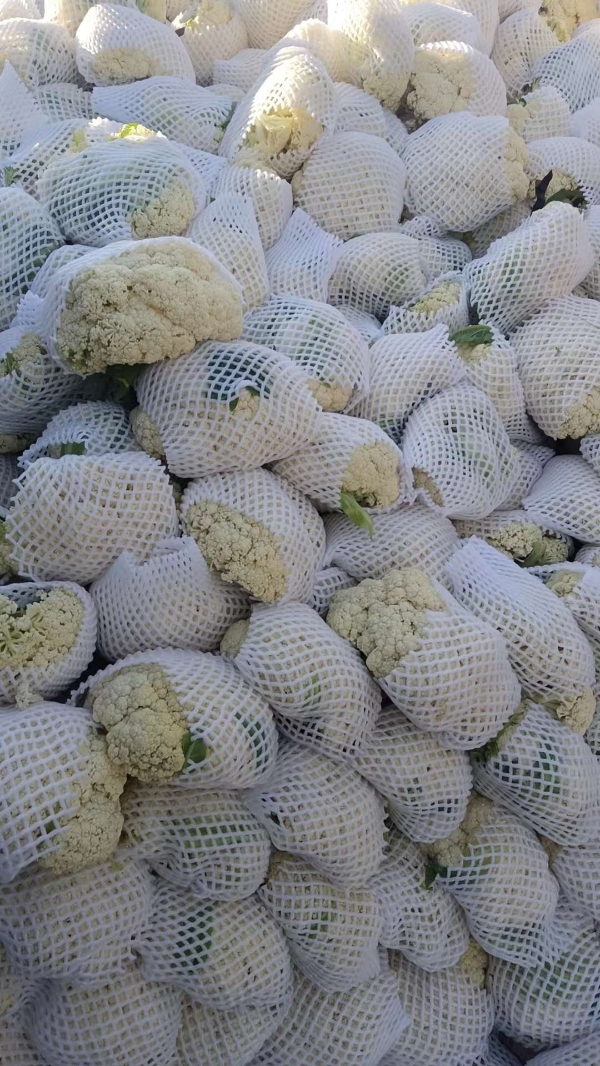 张家口蔬菜基地现货供应白面青梗有机花菜，量大从优