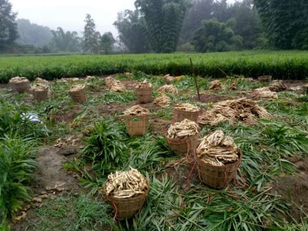 四川特产高产竹根姜种红芽生姜种子