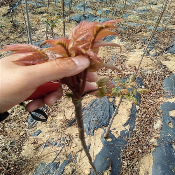 红油香椿苗，大棚专用，露天种植
