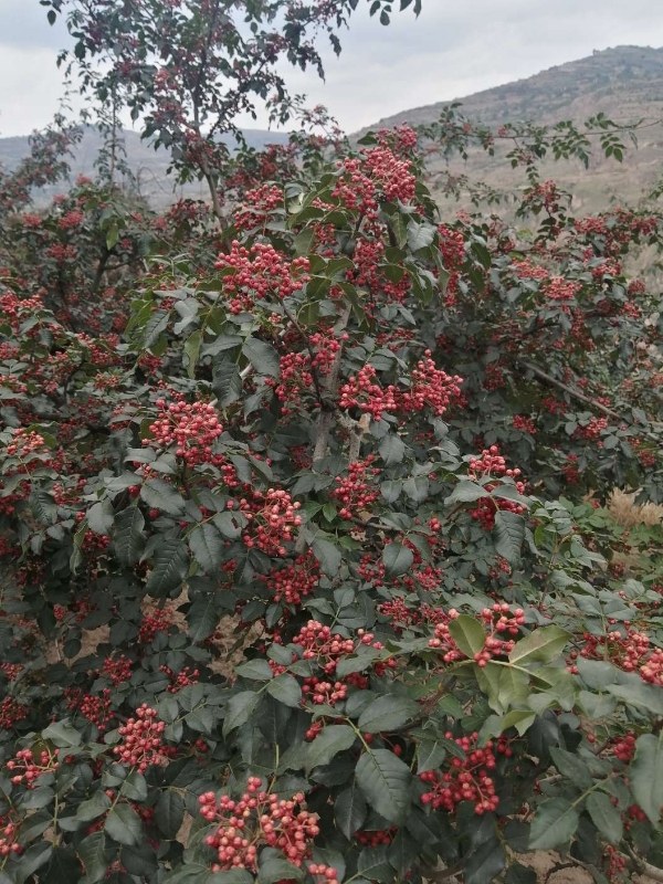 甘肃天水高山优质苹果、花椒：
自产自销