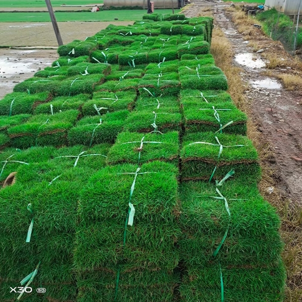 台湾草皮自产自销物美价廉基地直销