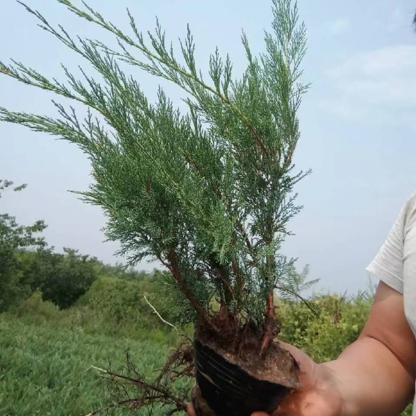 营养杯沙地柏 曲阳方信苗圃场专业种植沙地柏