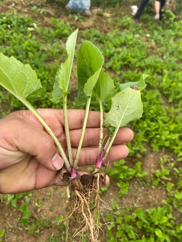 大叶蛋白草 天牧良草 金牧粮草 华夏神菊种子种苗