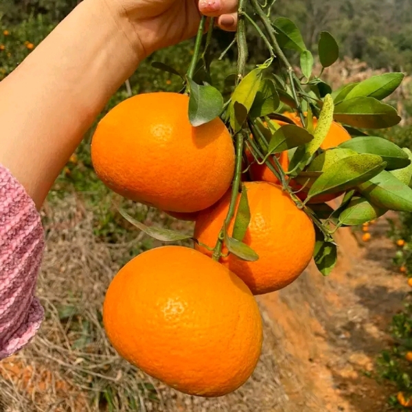 茂谷柑，沃柑，砂糖橘上市出售   广西河池宜州