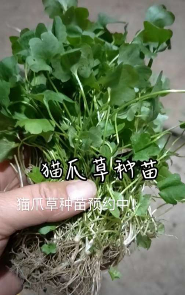 出售中药材猫爪草苗，品质保证，回收产品