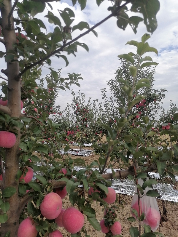 甘肃省庆阳市红富士苹果产地批量上市，品质保证
