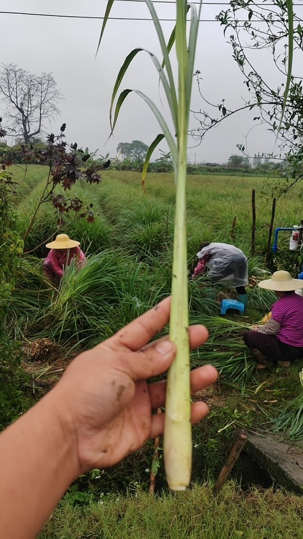 柠檬香茅