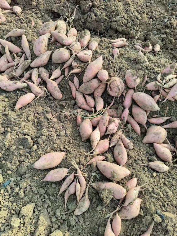 山东济宁黄土地种植，慢长型龙9红薯