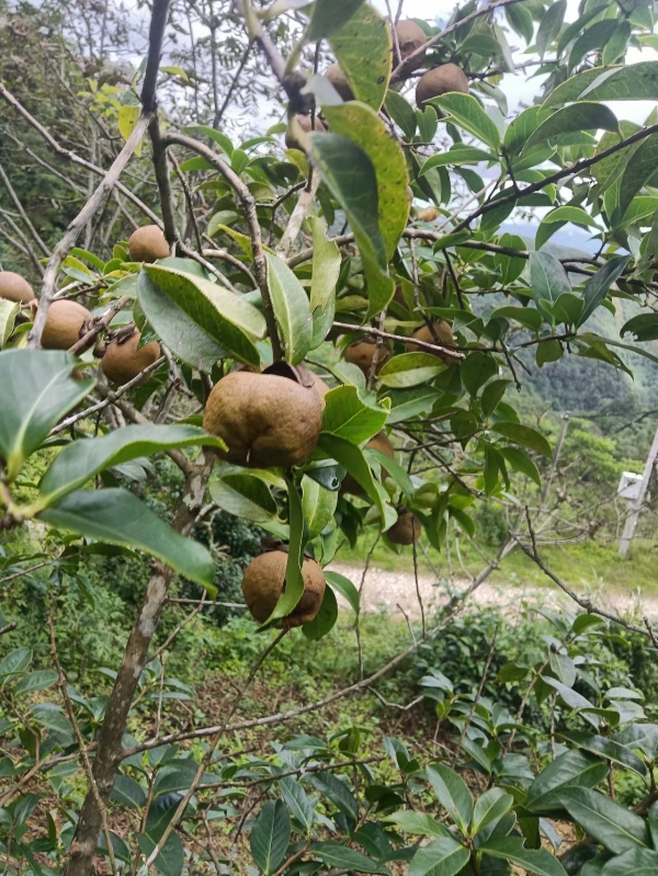 云南省保山市，油茶籽，油茶果包