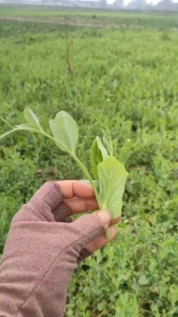 豌豆尖基地发货，豌豆尖叶片青秀，欢迎各位合作。