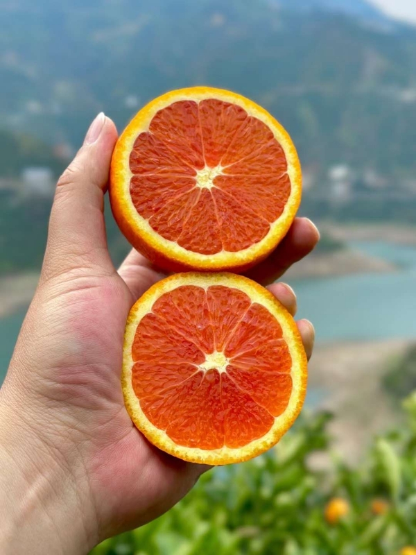 湖北宜昌秭归脐橙大量出售，果大皮薄欢迎选购！