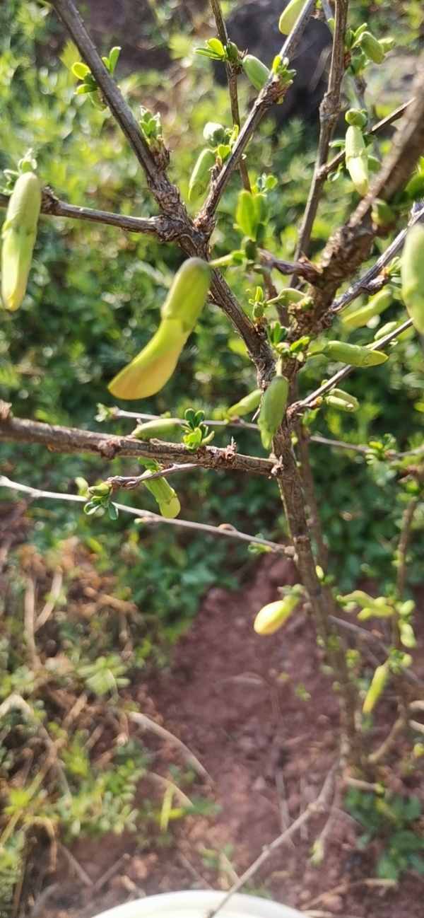 云南鲜花类特菜食用金雀花，炒蛋，炖汤