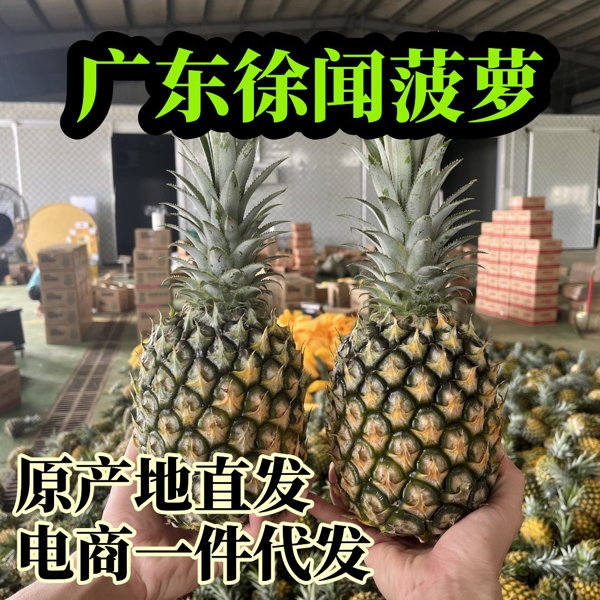 广东徐闻菠萝产地直供，批发、社区团购、一件代发