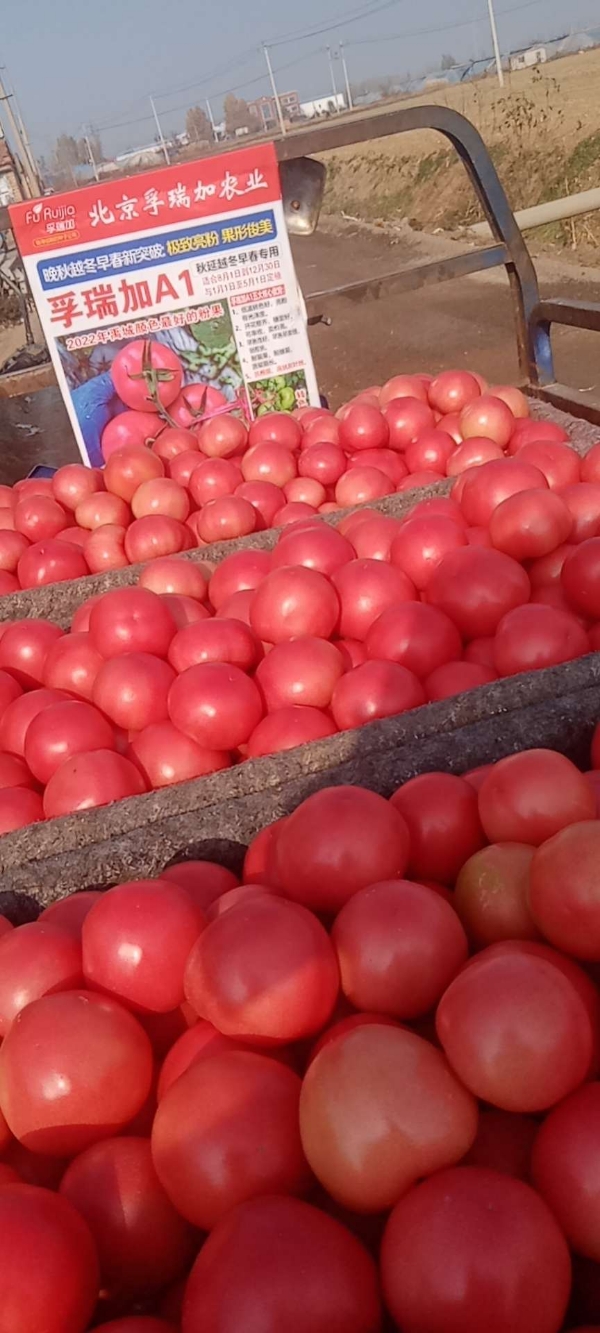 产地西红柿大量上市