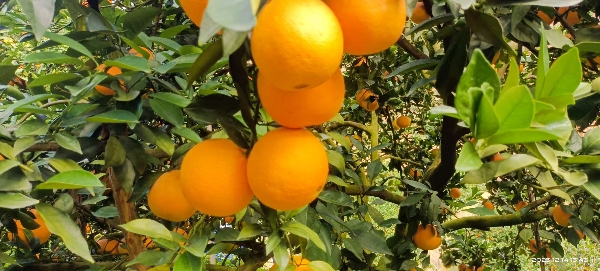 赣南脐橙清甜可口水嫩多汁应季水果