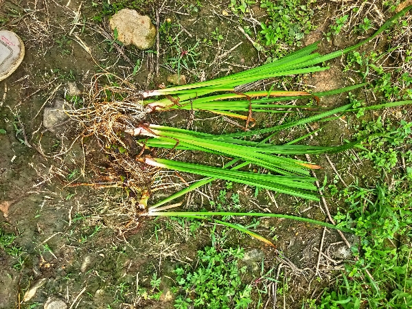 湖南邵阳水菖蒲鲜货苗