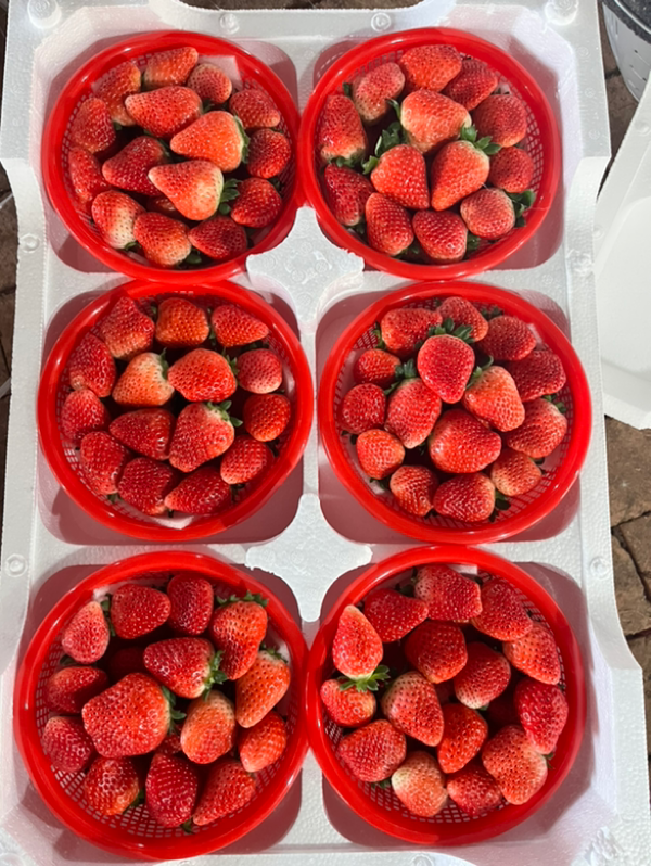 草莓，安徽省阜阳市太和县