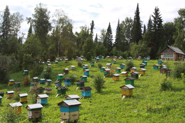 长期、大量供应俄罗斯原装进口蜂蜜 白芷花蜜