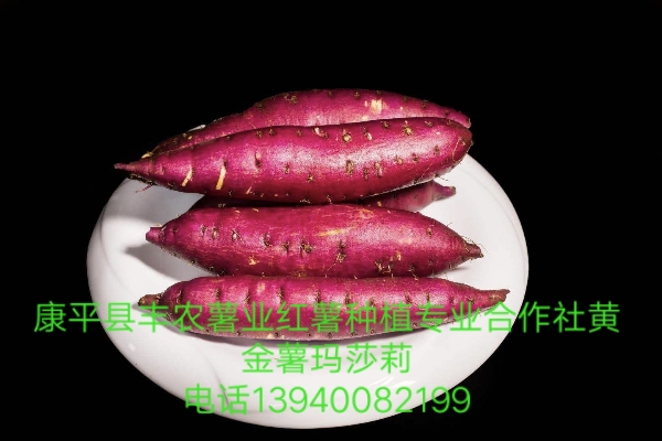 辽宁省沈阳市康平县丰农薯业红薯种植专业合作社。
