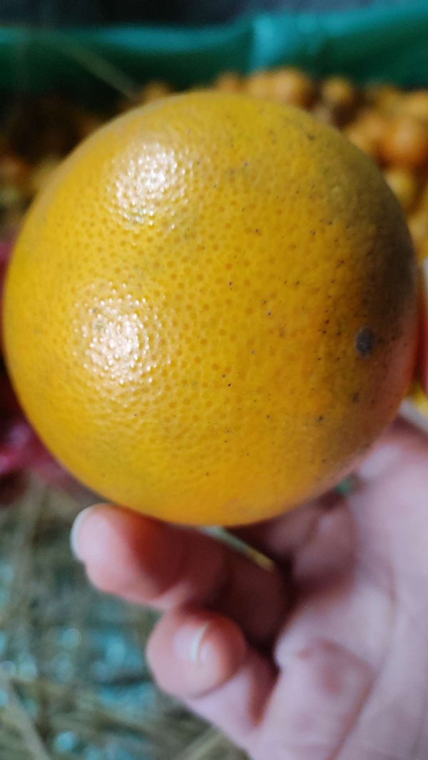 重庆血橙种植地出售