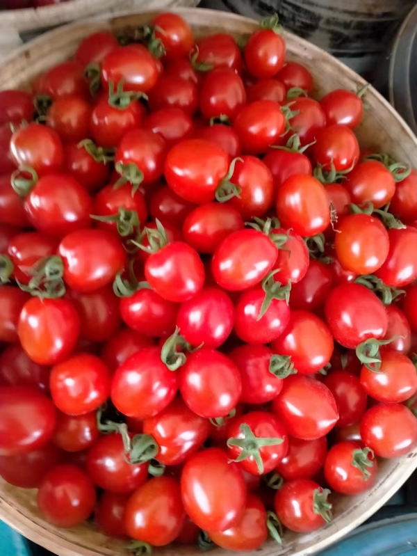 各种小西红柿大量出售