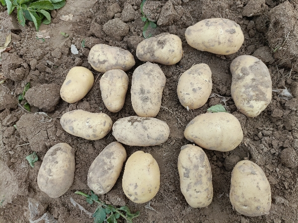 开封土豆，荷兰 希森V7 ，质量优良，全国发货