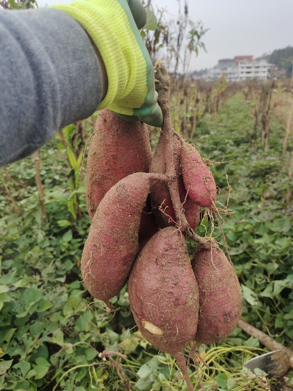 500亩红薯，济薯26.紫薯，西瓜红产地直销
