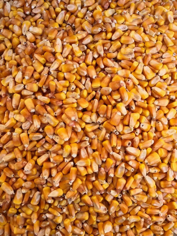 吉林农安玉米。国标二等。