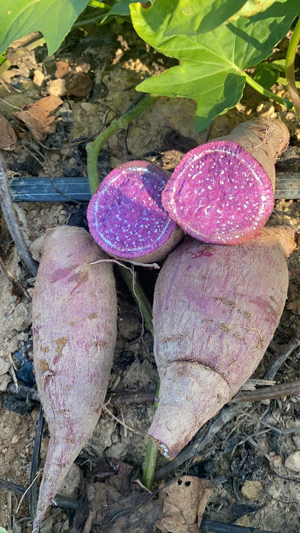 正宗沙地紫薯新鲜现挖 只需8毛一斤
阳西紫薯