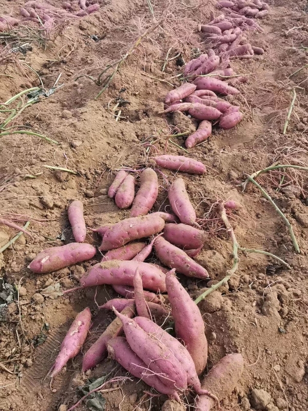 山东金手指板栗地瓜产地，自动裂开，同时肉不带筋