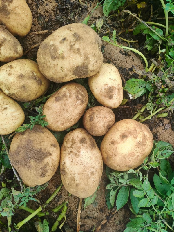 陕西v7土豆