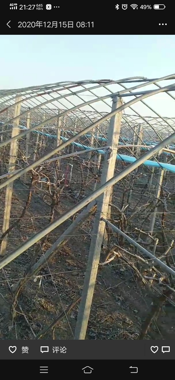 巨峰葡萄两年苗出售
