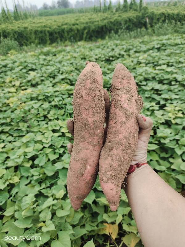 原产地龙薯九海量上市了，欢迎新老朋友前来选购