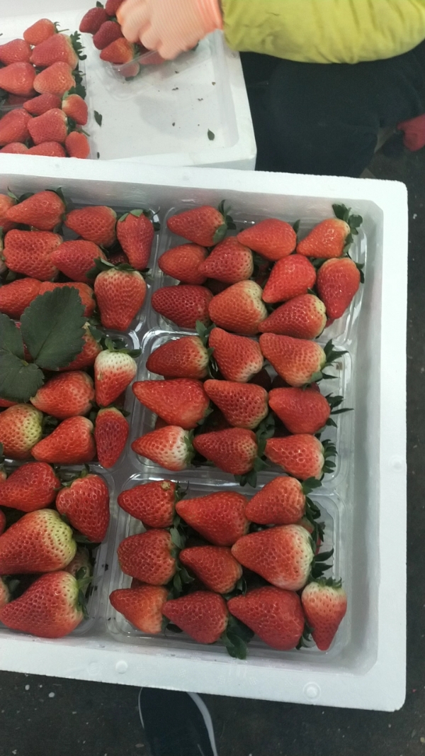 产地供应久香联盟草莓，口感香甜 果型正，颜色鲜亮