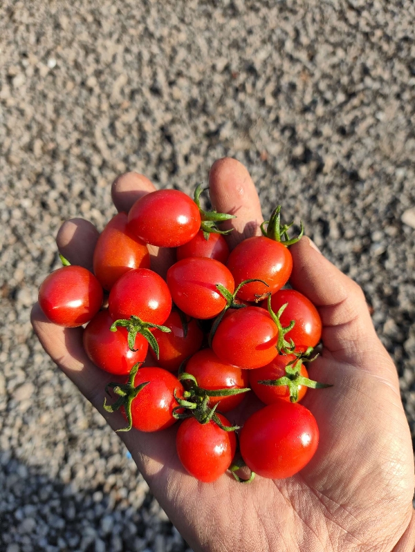 供应西红柿,釜山88湖北产地直供