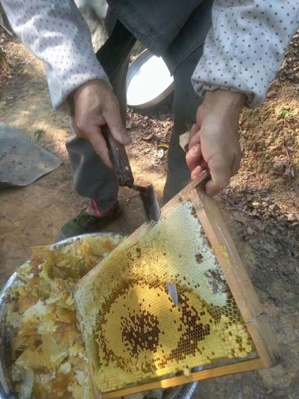 广东郁南农村纯天然蜂蜜量大价格优惠