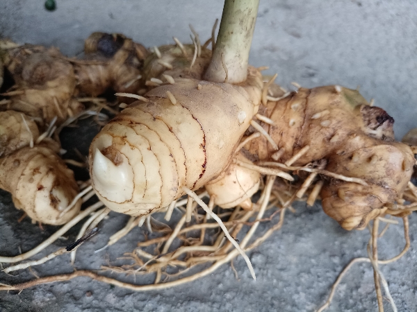 广西桂林兴安县华江乡种植的中药材黄精