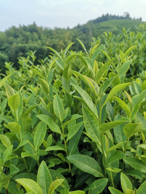 天目湖系列茶叶