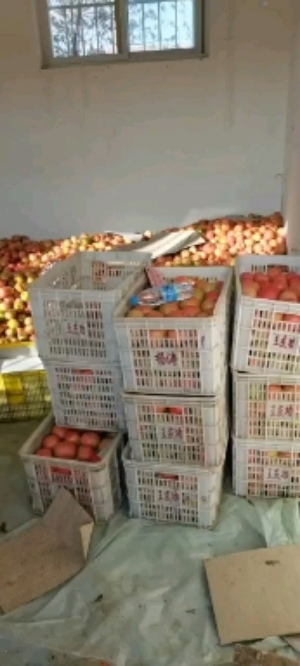 宁夏银川硬粉西红柿全国各地代发