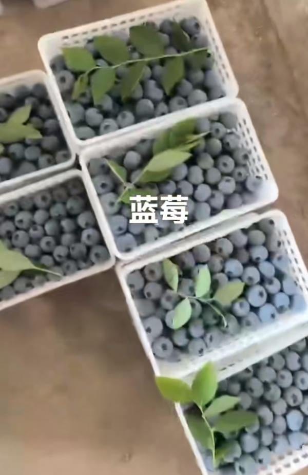 山东优质蓝莓上市供应