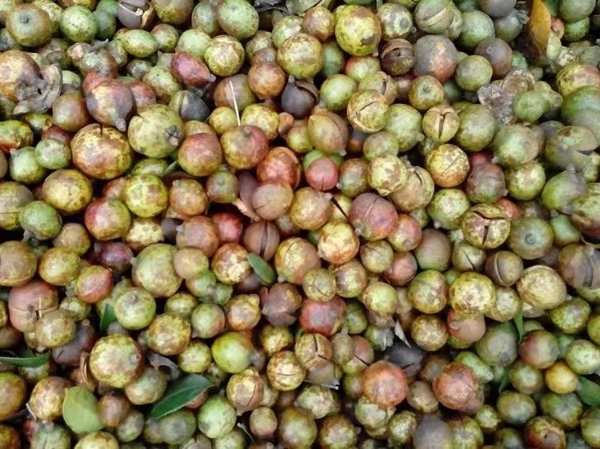 山茶油果 生果 从树上采摘下来直接销售