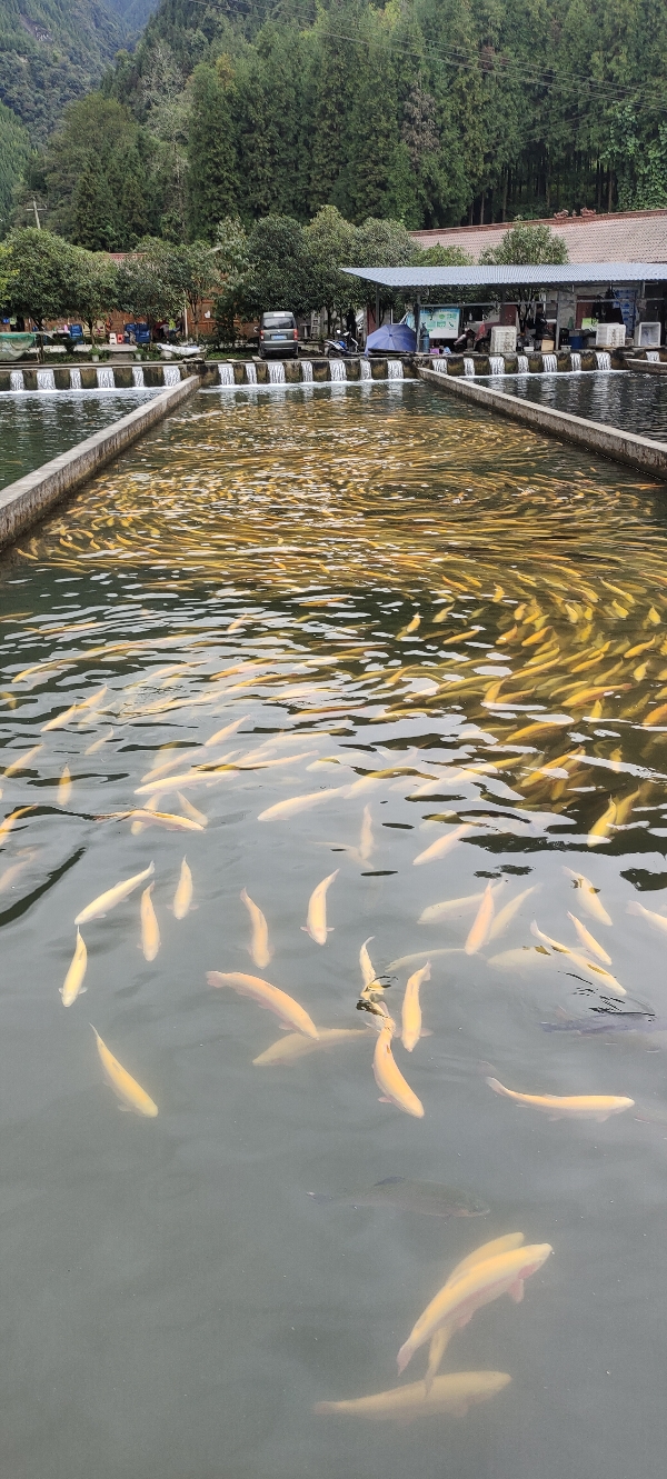 大量出售 金鳟鱼  七彩鲑鱼 价格便宜