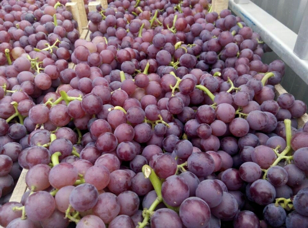 河北邢台威县有各种葡萄 口感好 欢迎客商前来采购