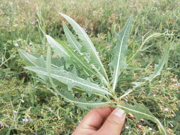 榆林 紫花苦菜 纯有机无公害