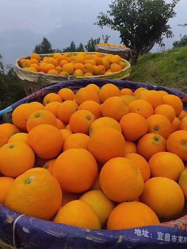 湖北秭归脐橙圆虹，个大饱满