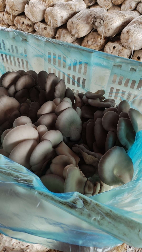 鲜平菇大量上市，黑灰两种，基地直供，保量上货