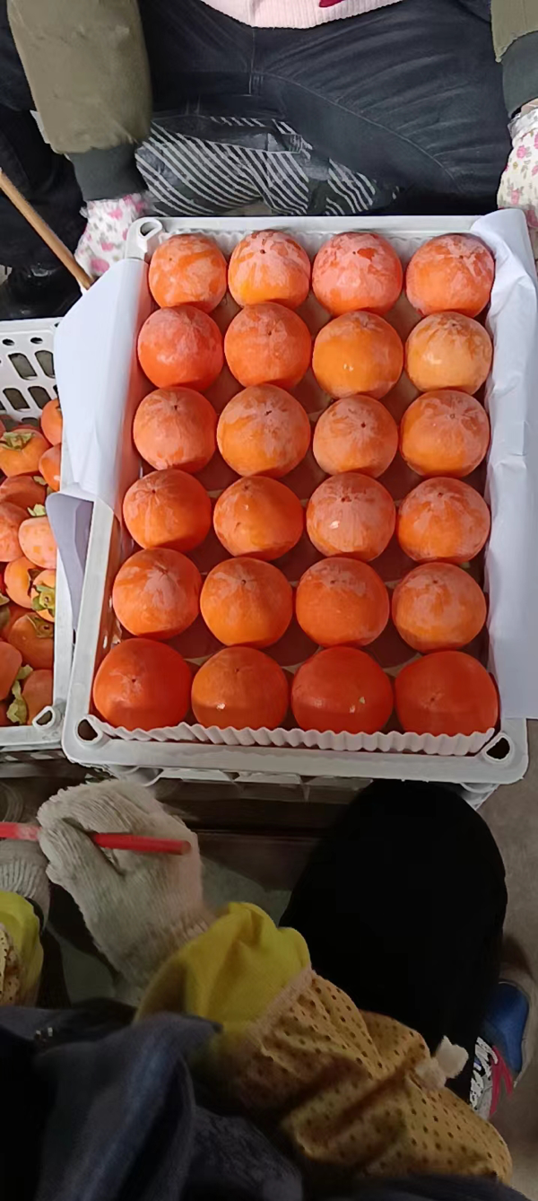 山西运城优质水果，各种红富士，各种柿子！
