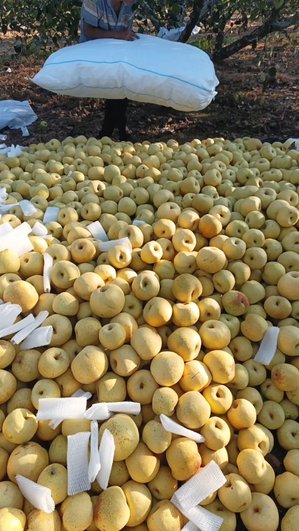 安徽砀山酥梨大量上市，口感脆甜，价格合适，产地代办
