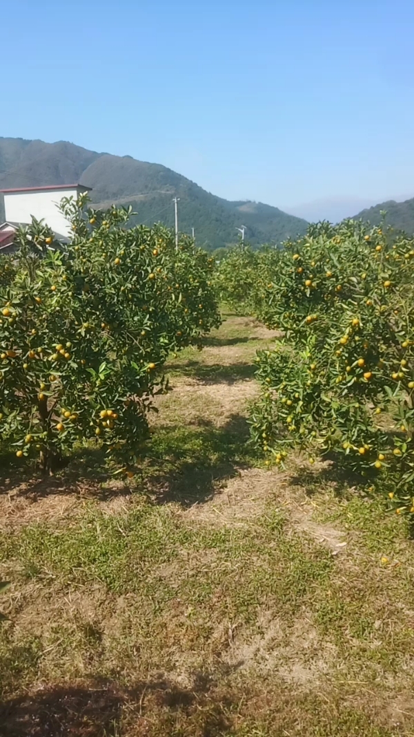 脆皮金橘，连皮可以吃的水果